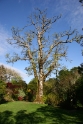 Mansion grounds Ireland 4